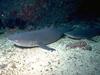 Sharks