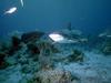 Shark