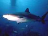 Shark