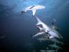 Sharks