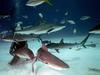 Sharks