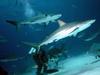 Sharks