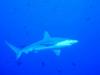 Shark