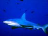 Shark