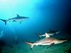 Sharks