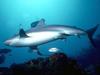 Shark