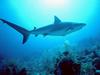 Shark