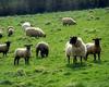 Sheep