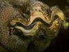 Sea Shell - Giant Clam