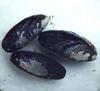 Sea Shell