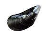 Sea Shell