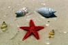 Sea Shell
