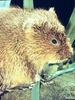 Shrew