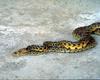Snakes (mating)