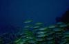 Bluestripe Snappers (Lutjanus kasmira)