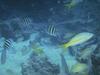 Yellowtail Snappers (Ocyurus chrysurus)