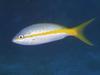 Yellowtail Snapper (Ocyurus chrysurus)