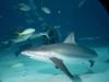 Shark and Yellowtail Snapper (Ocyurus chrysurus)