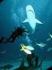 Shark and Yellowtail Snappers (Ocyurus chrysurus)