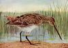 Snipe