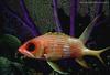 Soldier fish