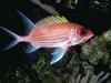 Soldier fish