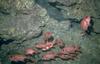 Soldier fish