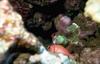 Soldier fish