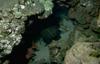 Soldier fish