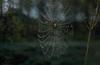 Spider web