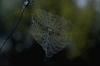 Spider web