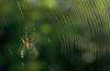 Spider web