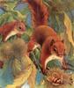 Animal Art : Squirrels