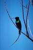 Starling