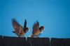 Common Swallows