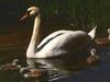 Mute Swan and chicks