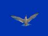 Tern in flight