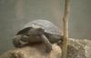 Tortoise