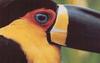 Ariel Toucan, Ramphastos vitellinus ariel