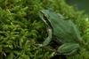 Treefrog