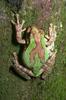 Treefrog