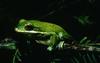 Treefrog