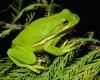 Treefrog