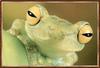 Treefrog