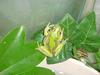 Treefrog