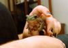Treefrog