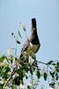 Turaco (White-Bellied Go-Away Bird)