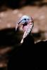 Wild Turkey