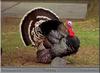 Wild Turkey