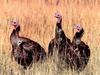 Wild Turkeys